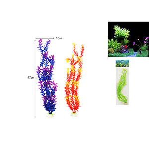 Alga
